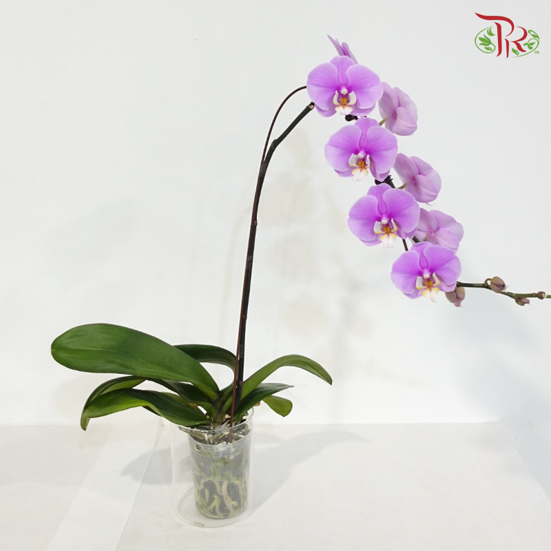 Big Single Stem Phalaenopsis Orchid - Cherry Pink With White & Yellow Lips - MD-LP (K71303) (Without Vase)