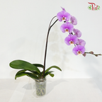 Big Single Stem Phalaenopsis Orchid - Cherry Pink With White & Yellow Lips - MD-LP (K71303) (Without Vase)