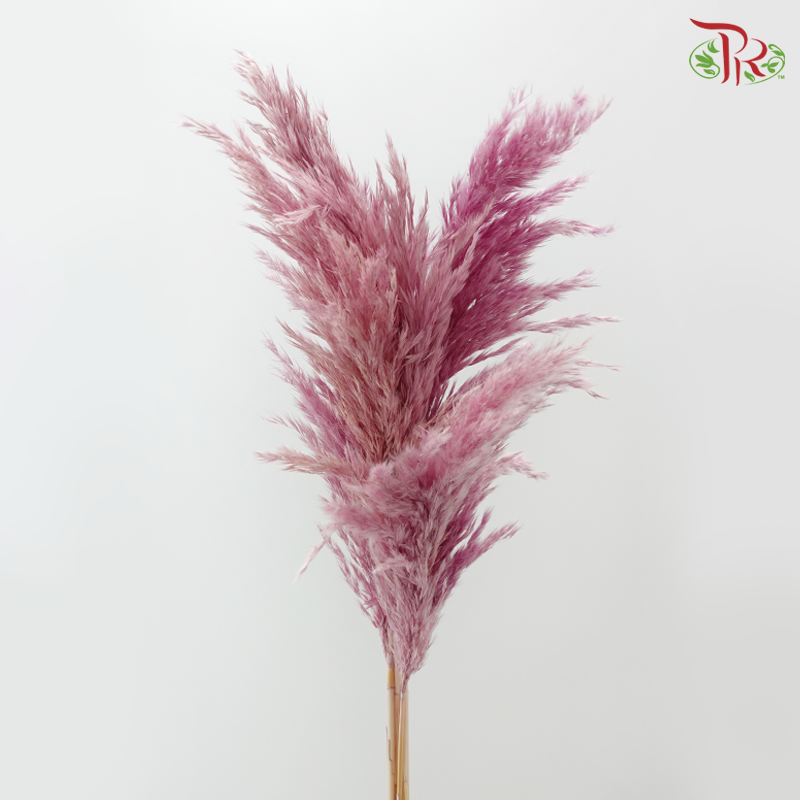 Dried Wild Pampas Grass - Pink Purple