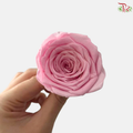 8 Blooms Preserved Roses - Sweet Pink