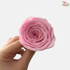 8 Blooms Preserved Roses - Sweet Pink