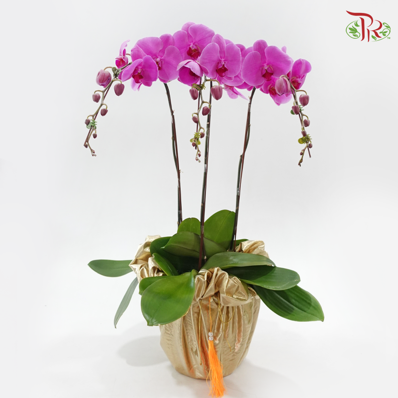 3in1 Orchids Arrangement With Gold Wrapping Cloth (Random Choose Orchid Color, Design & Deco) (With Deco Options)