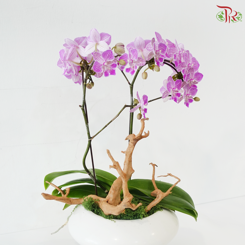 Zen Orbit Orchid Orchids Arrangement
