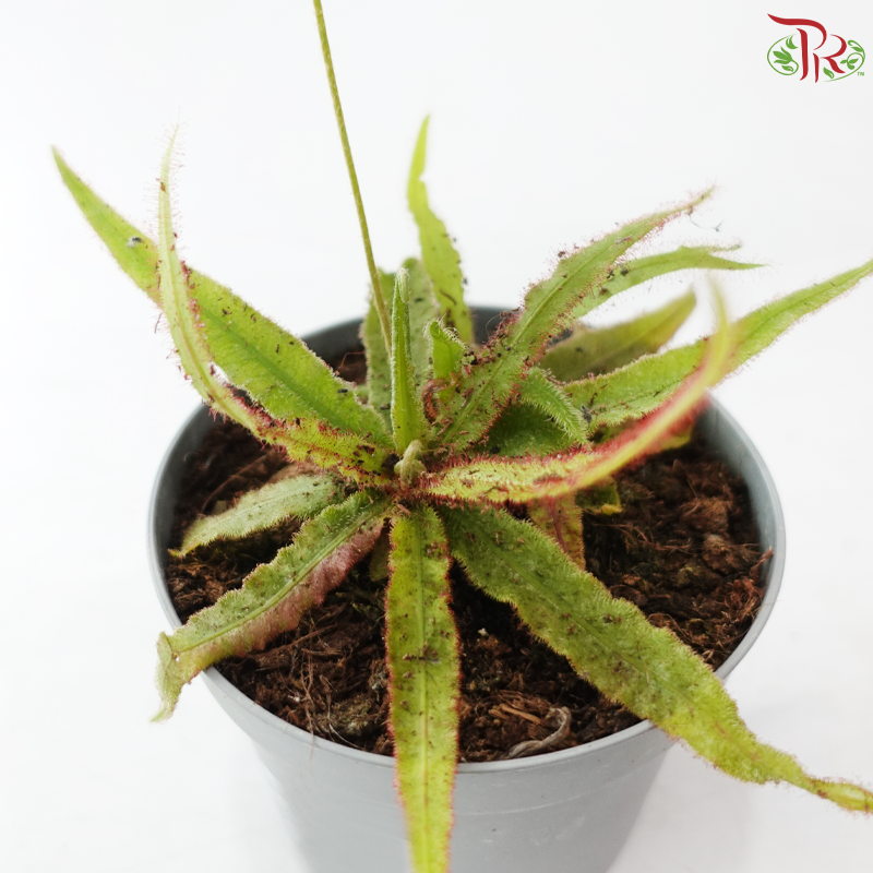 Drosera Adelae P105《阿黛尔茅膏草》Y05