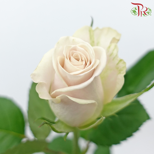 Rose - Manta Light Brown (20 Stems) - Pudu Ria Florist