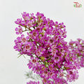 Wax Flower - Cherry Pink (5 Stems)