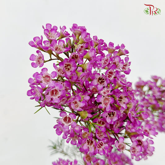 Wax Flower - Cherry Pink (5 Stems)