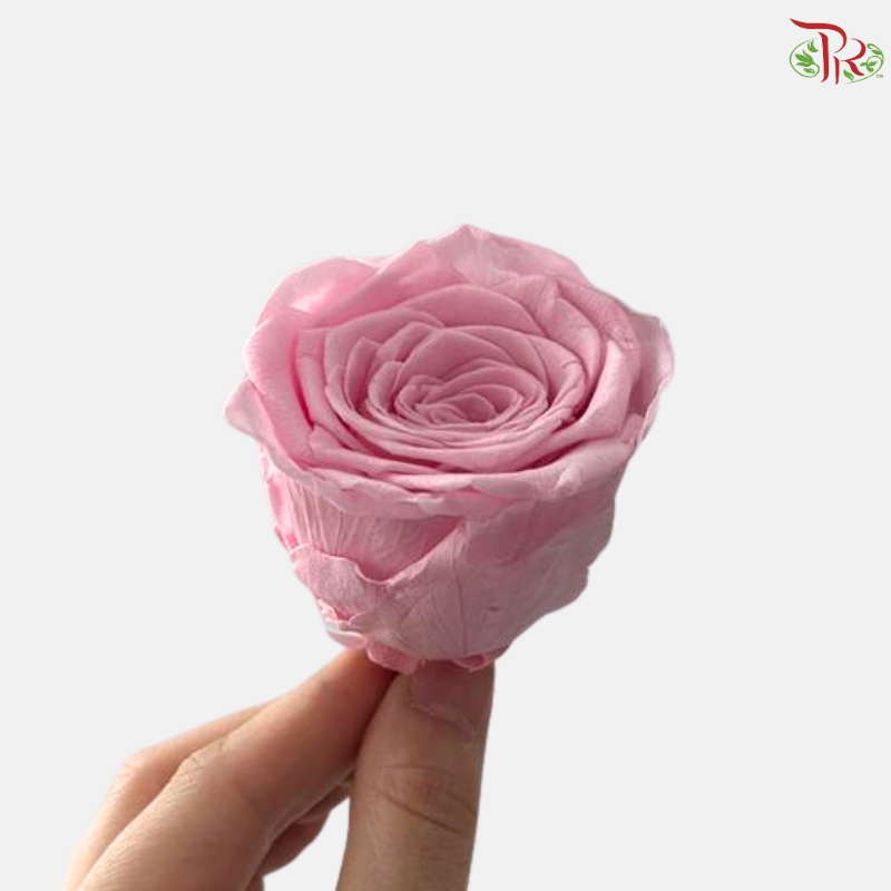 8 Blooms Preserved Roses - Sweet Pink