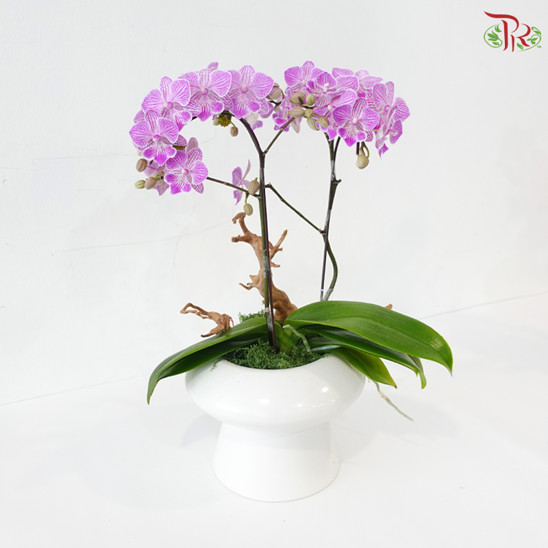 Zen Orbit Orchid Orchids Arrangement