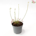 Drosera Paradoxa P105《孔雀茂膏草》Y05