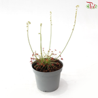 Drosera Paradoxa P105《孔雀茂膏草》Y05