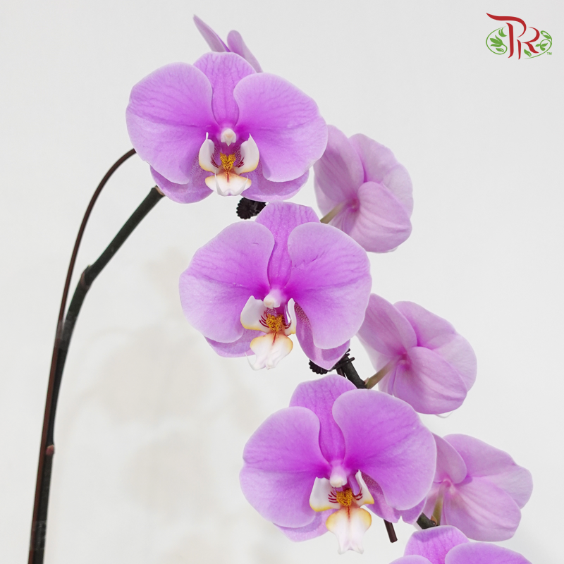 Big Single Stem Phalaenopsis Orchid - Cherry Pink With White & Yellow Lips - MD-LP (K71303) (Without Vase)
