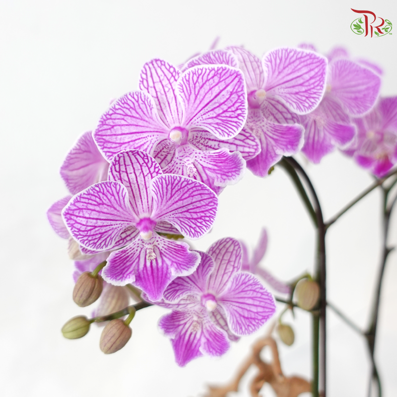 Zen Orbit Orchid Orchids Arrangement