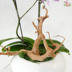 Zen Orbit Orchid Orchids Arrangement