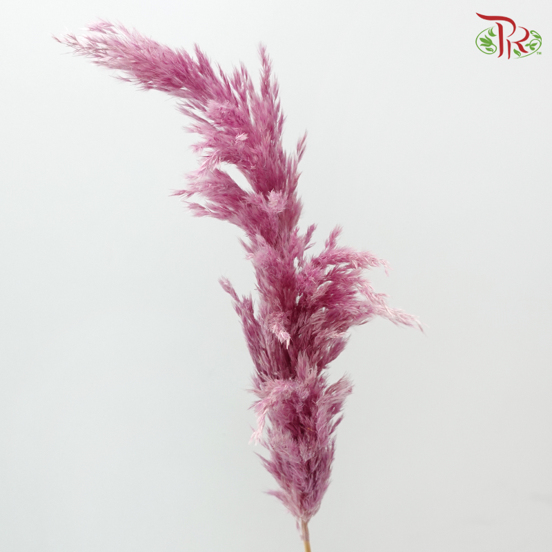 Dried Wild Pampas Grass - Pink Purple