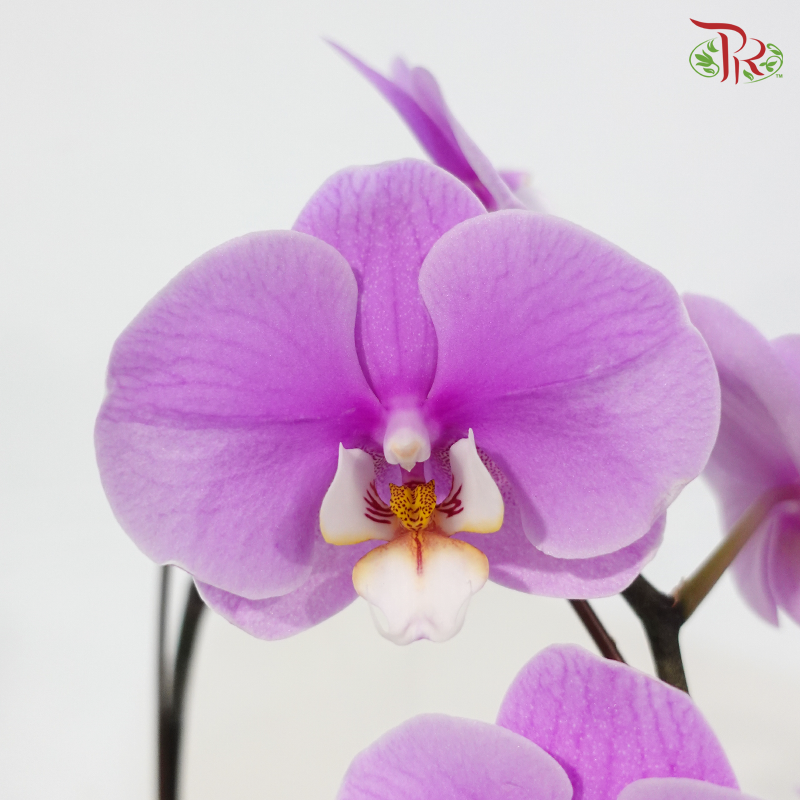 Big Single Stem Phalaenopsis Orchid - Cherry Pink With White & Yellow Lips - MD-LP (K71303) (Without Vase)