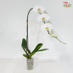 Big Single Stem Phalaenopsis Orchid - White With Yellow Lips - SRM1278 (Without Vase)