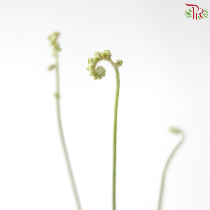 Drosera Paradoxa P105《孔雀茂膏草》Y05