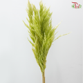 Dried Wild Pampas Grass - Green