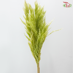 Dried Wild Pampas Grass - Green