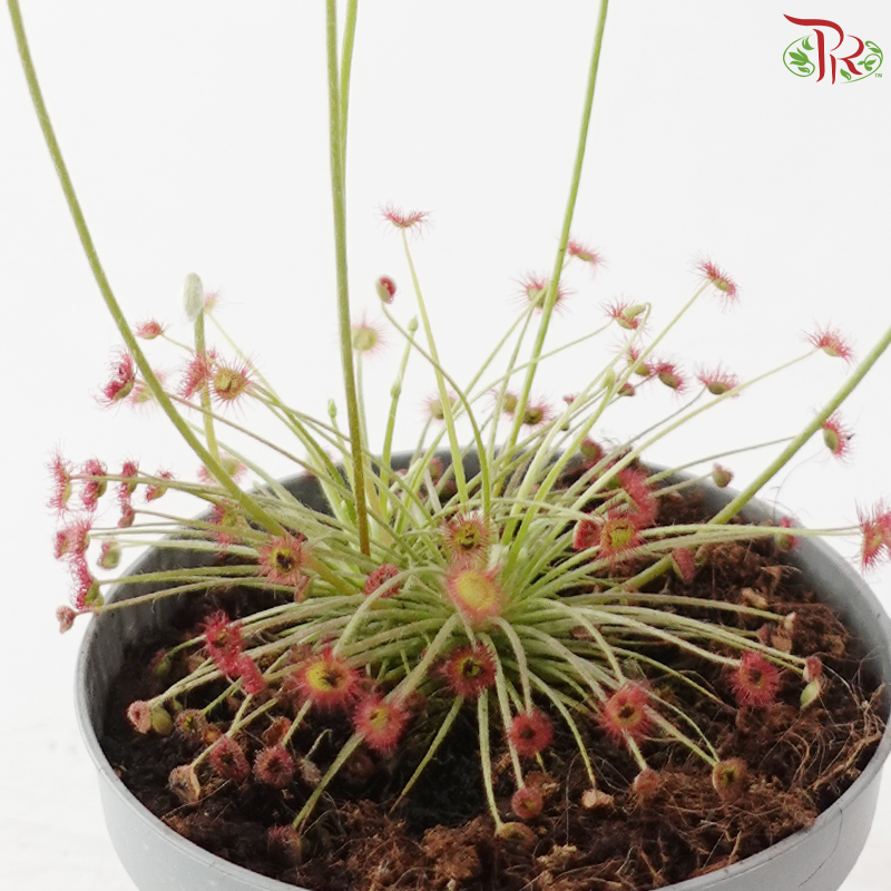 Drosera Paradoxa P105《孔雀茂膏草》Y05