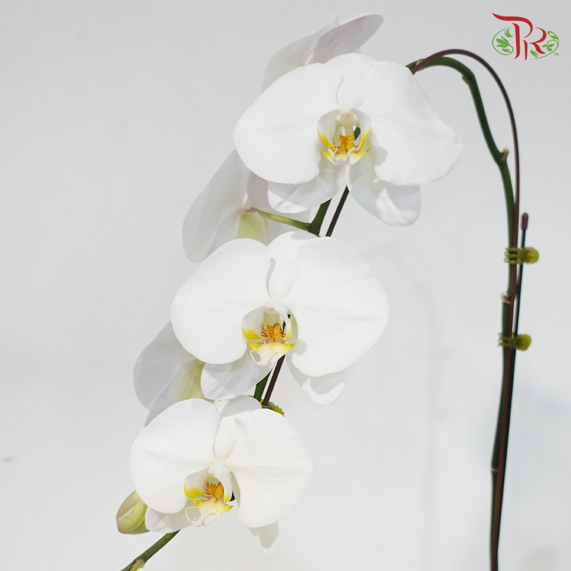 Big Single Stem Phalaenopsis Orchid - White With Yellow Lips - SRM1278 (Without Vase)