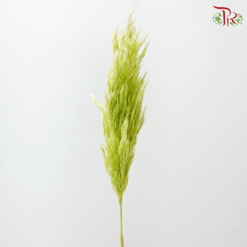 Dried Wild Pampas Grass - Green