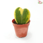 Hoya Kerrii Variegated P85《心叶毯兰棉》J01