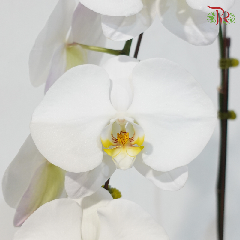 Big Single Stem Phalaenopsis Orchid - White With Yellow Lips - SRM1278 (Without Vase)
