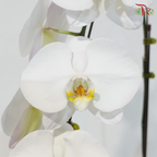 Big Single Stem Phalaenopsis Orchid - White With Yellow Lips - SRM1278 (Without Vase)