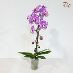 Big Single Stem Phalaenopsis Orchid - Cherry Pink With Painted Pink - BST (89014) (Without Vase)
