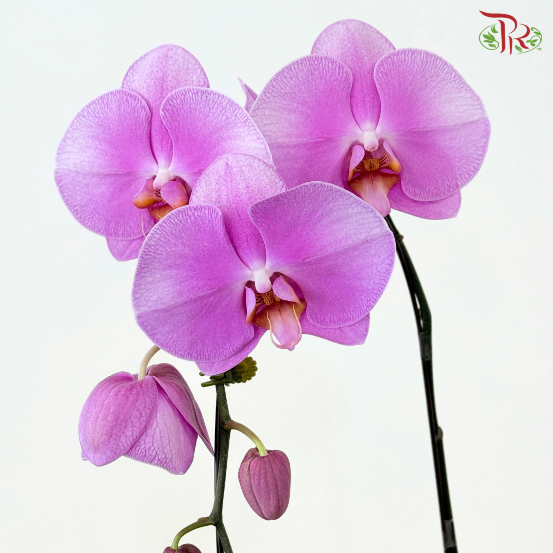 Big Single Stem Phalaenopsis Orchid (Chu-Pao-Ching-Jen) (Without Vase)