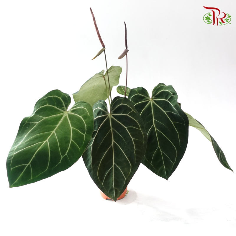 Anthurium Crystallinum P120《水晶花烛》
