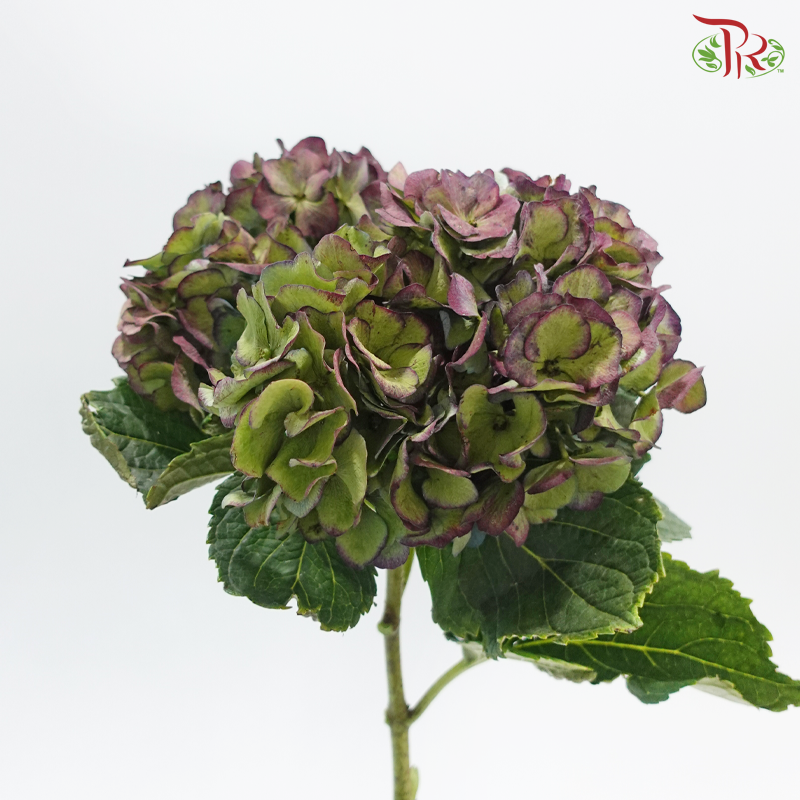 Hydrangea - Bicolour Dark Purple & Green (Per Stem)
