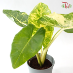 Alocasia Guinea Gold 916 P170《新几内亚黄金海芋》