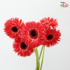 Gerbera Spider / Pasta - Coral Red (5 Stems)