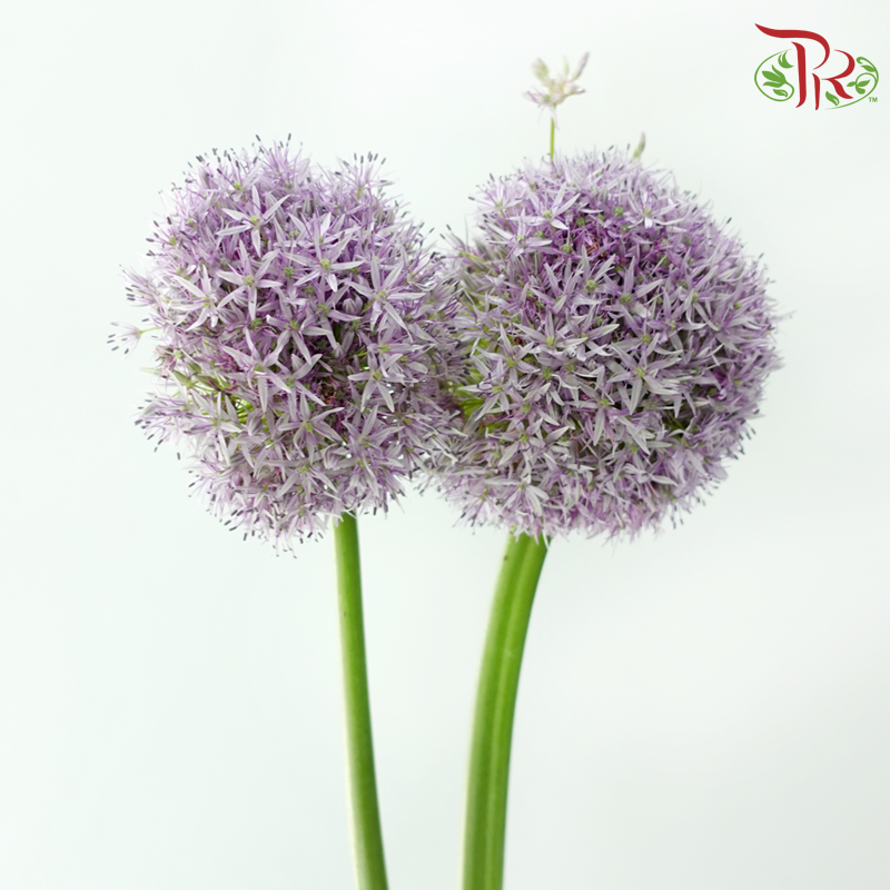 Allium Globemaster (Per Stem)