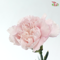 Carnation - Kayla / Pink Bride (18-20 Stems)