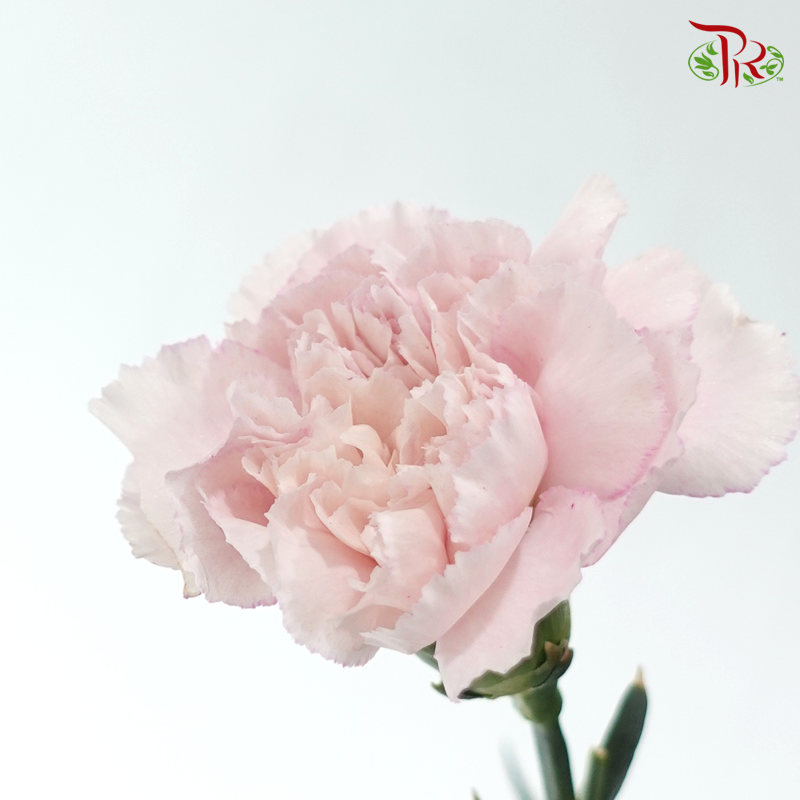 Carnation - Kayla / Pink Bride (18-20 Stems)