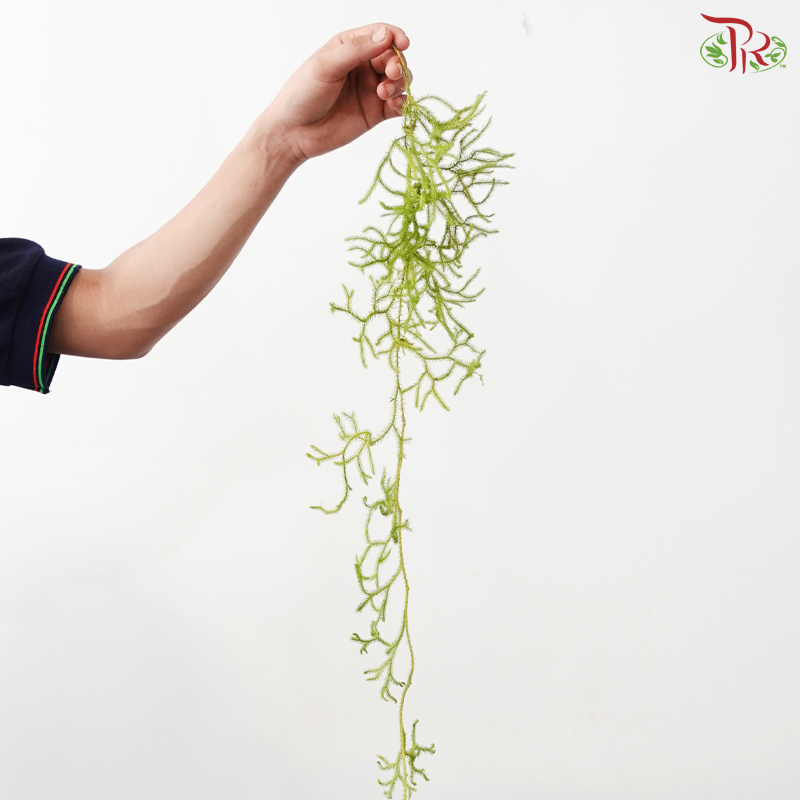 Vernonia Gratiosa (Guo Shan Long) (Per Bunch)