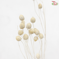Dry Linum - White (Per Bunch)