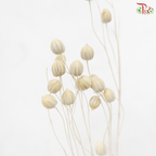 Dry Linum - White (Per Bunch)