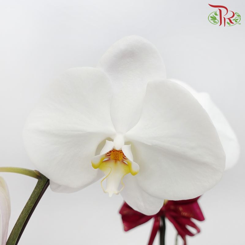 Premium Phalaenopsis Arrangement in Gold Wrapping Cloth (Random Choose Orchid Color)