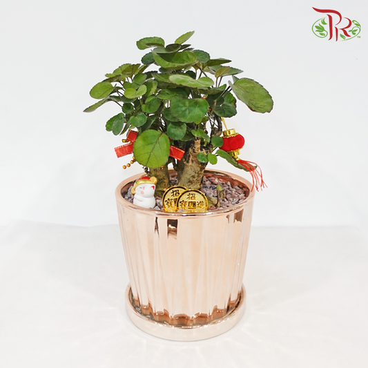 【CNY 2026】Growing Money《钱生钱》