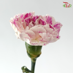 Carnation - Cherry / Dresses Fragrance 樱桃优香 (18-20 Stems)