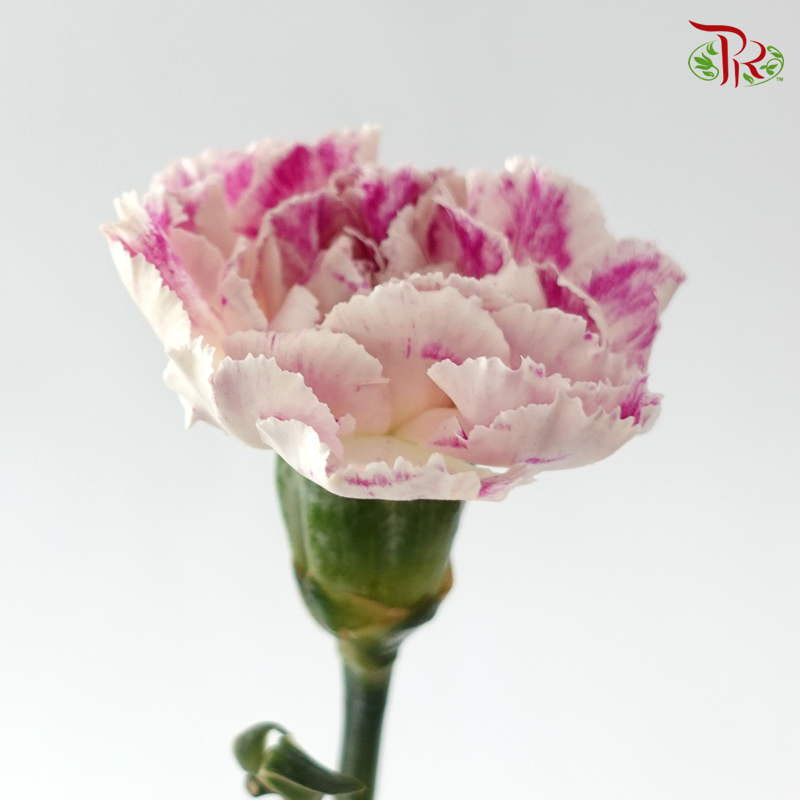 Carnation - Cherry / Dresses Fragrance 樱桃优香 (18-20 Stems)