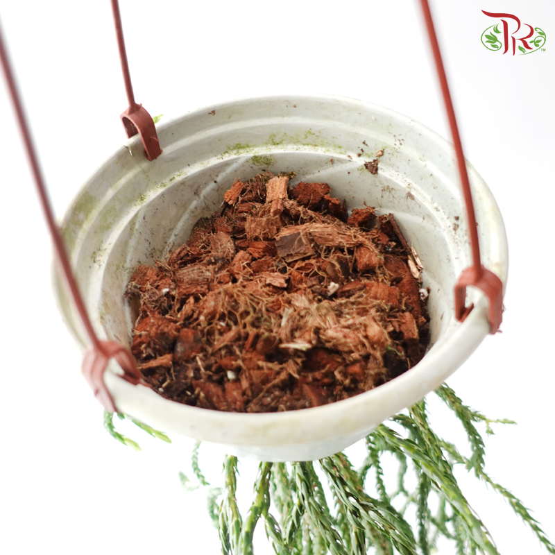 Lycopodiopsida Clubmoss《石松》