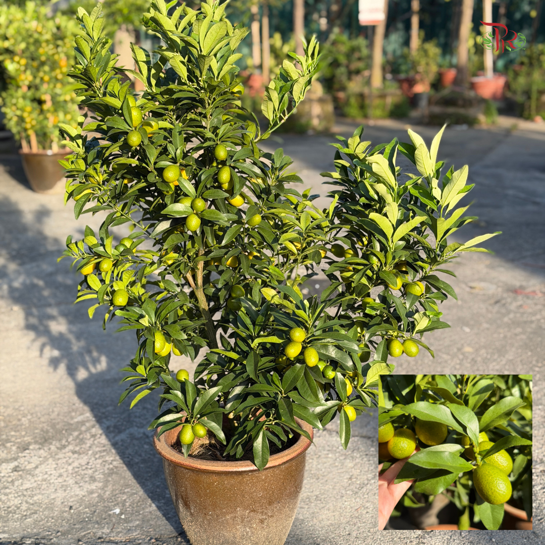 本地桔子树/金桔树 Local Lime Tree/ Kumquat Lime Tree