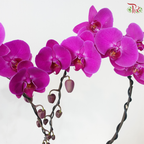Cupid Orchids Orchids Arrangement