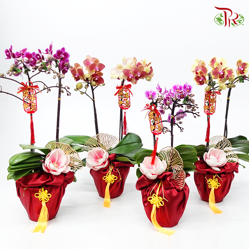 CNY- Mini Phalaenopsis Orchid Wrapped In Red (random choose Orchid colour)